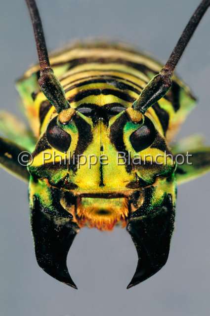 Sternotomis amabilis.JPG - in "Portraits d'insectes" ed. SeuilSternotomis amabilisLongicorneLong horned beetleColeopteraCerambycidaeCameroun